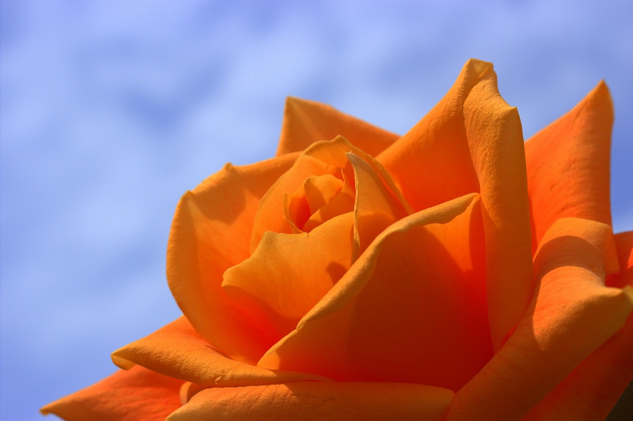 flower and sky in spring