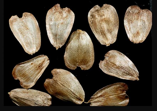 Silphium seeds. Credit K.R.Robertson,Illinois Natural History Survey